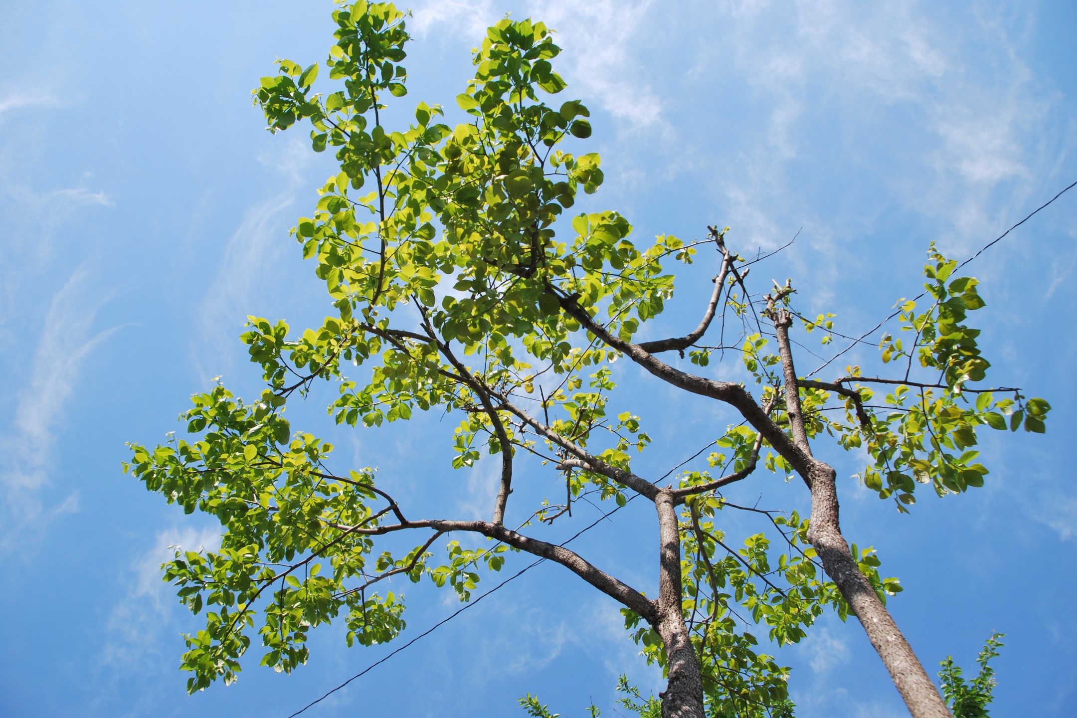 時の蘇生 柿の木プロジェクト In 松代 作品 大地の芸術祭